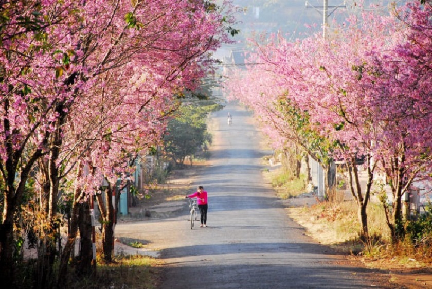 tour du lịch đà lạt 1 ngày