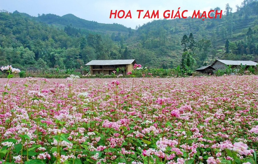 tam-giác-mạch-hà-giang